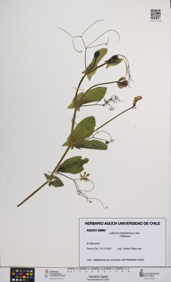 Lathyrus magellanicus [Espécimen: UCH:AGUCH:0023864]