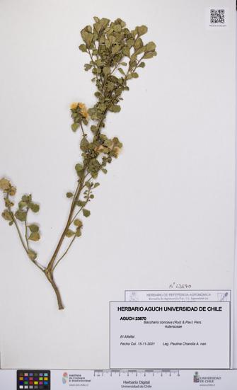Baccharis concava [Espécimen: UCH:AGUCH:0023870]