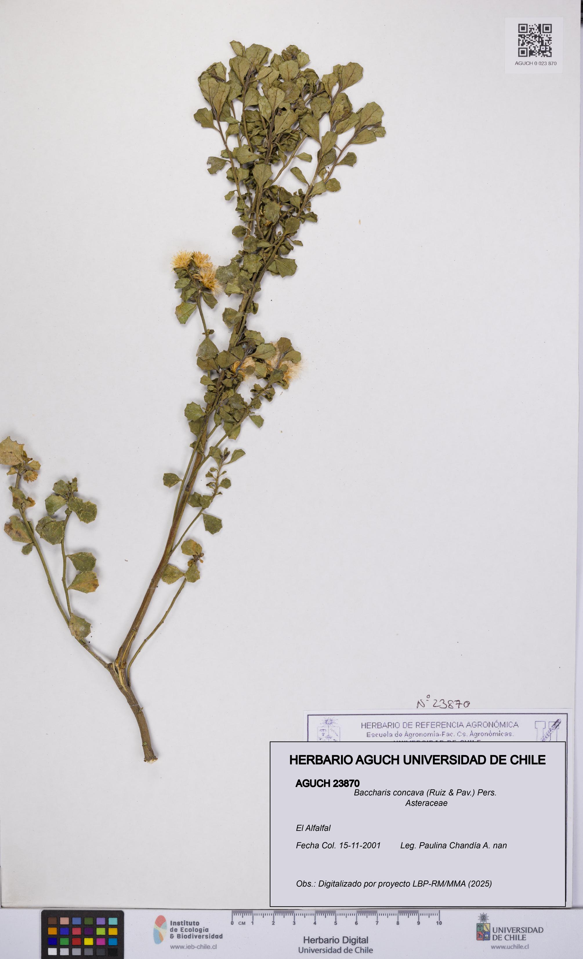 Baccharis concava [Espécimen: UCH:AGUCH:0023870]