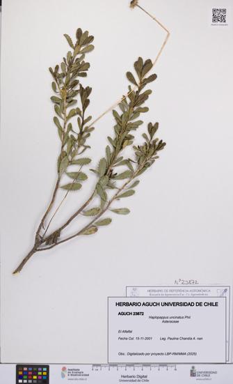 Haplopappus uncinatus [Espécimen: UCH:AGUCH:0023872]