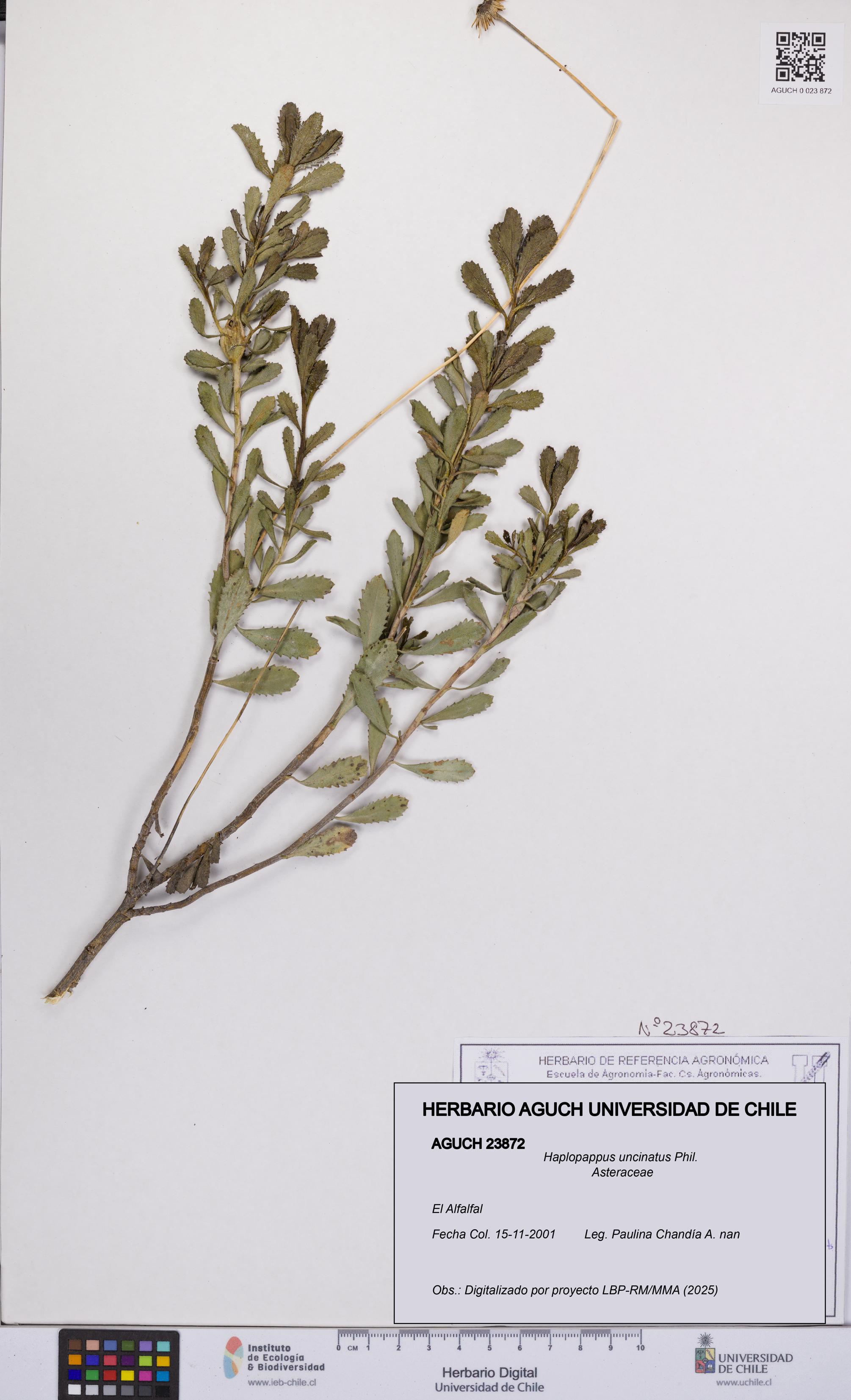 Haplopappus uncinatus [Espécimen: UCH:AGUCH:0023872]