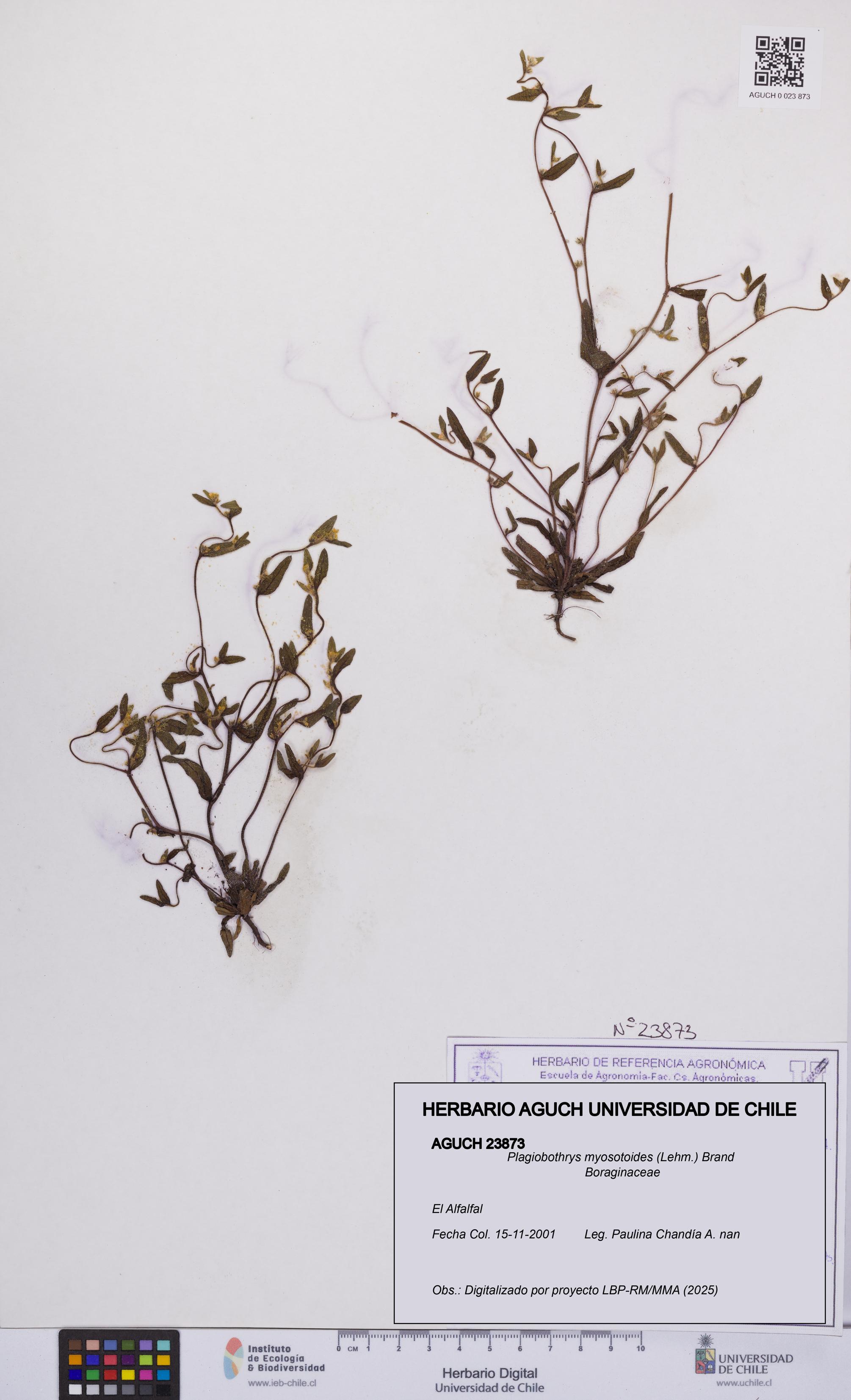 Plagiobothrys myosotoides [Espécimen: UCH:AGUCH:0023873]