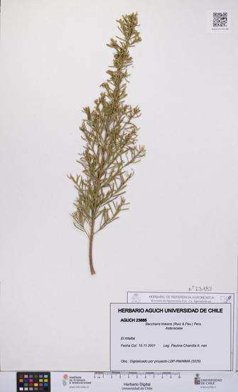 Baccharis linearis [Espécimen: UCH:AGUCH:0023885]