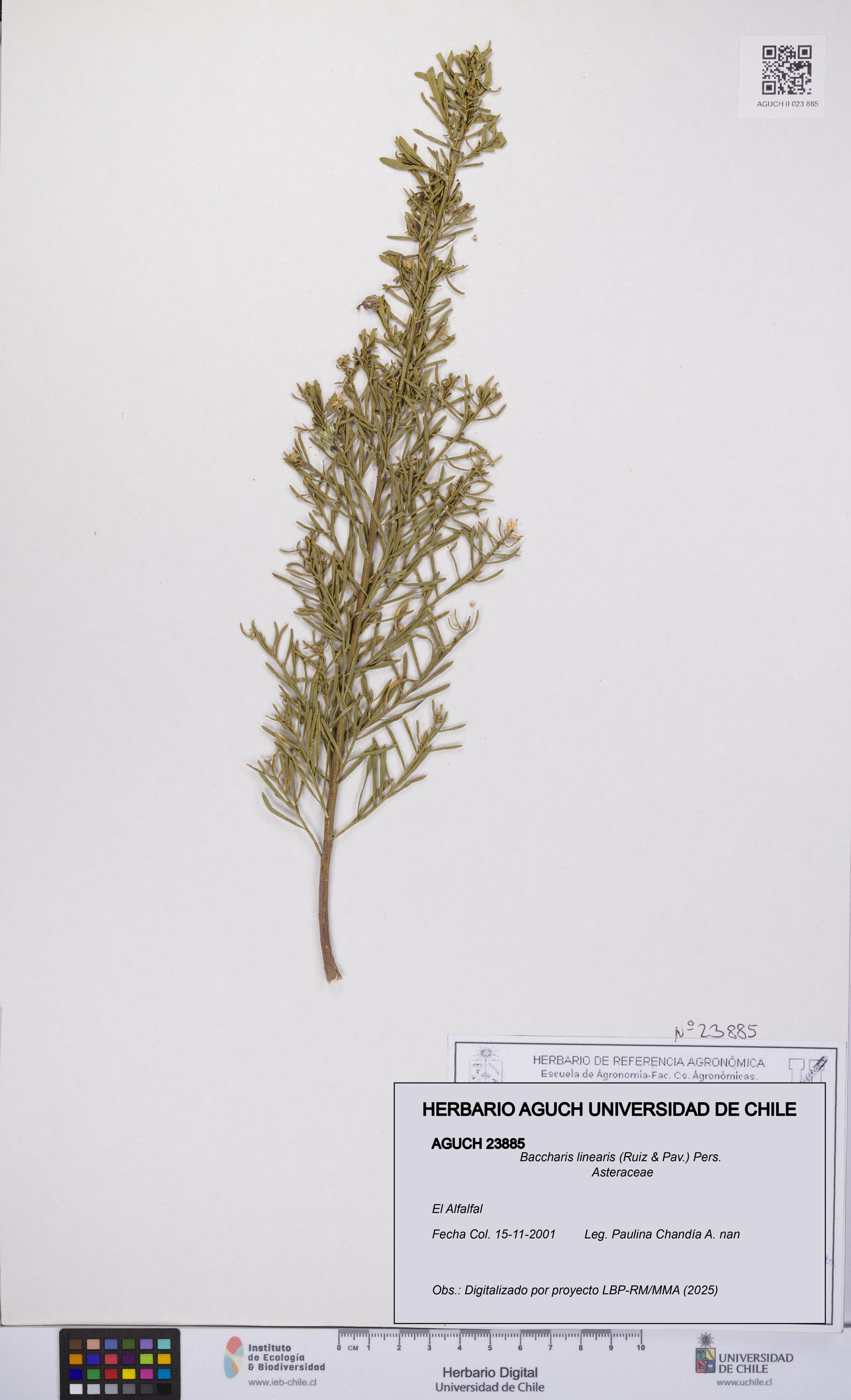 Baccharis linearis [Espécimen: UCH:AGUCH:0023885]