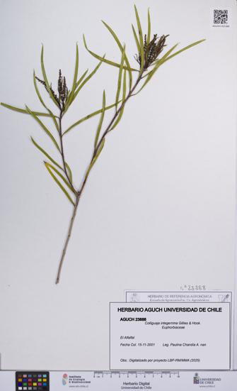 Colliguaja integerrima [Espécimen: UCH:AGUCH:0023888]