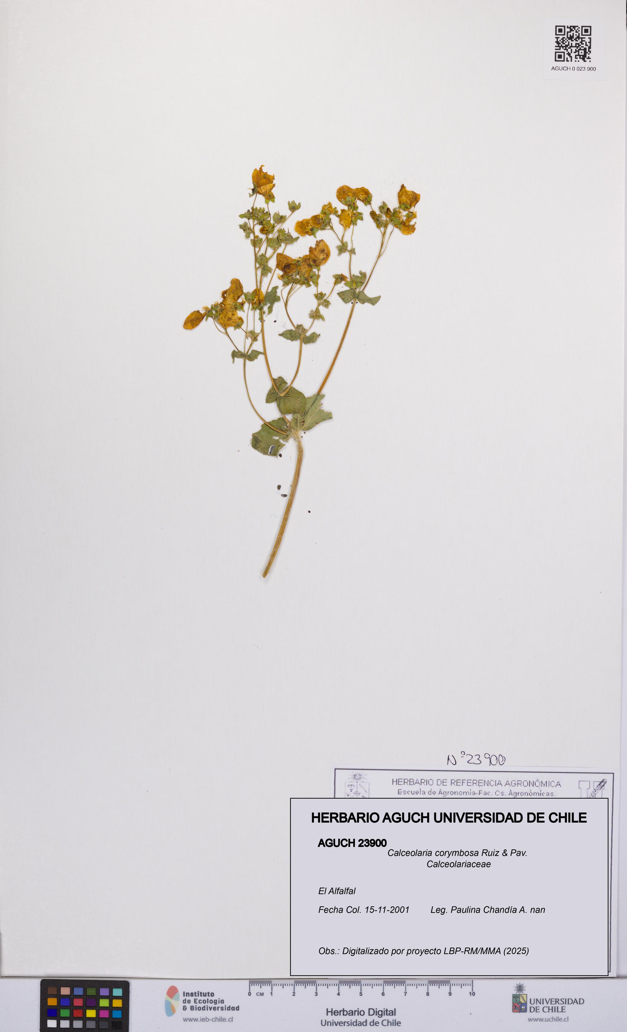 Calceolaria corymbosa [Espécimen: UCH:AGUCH:0023900]