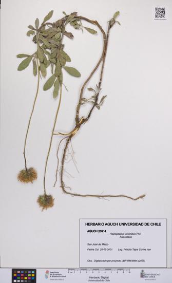 Haplopappus uncinatus [Espécimen: UCH:AGUCH:0023914]