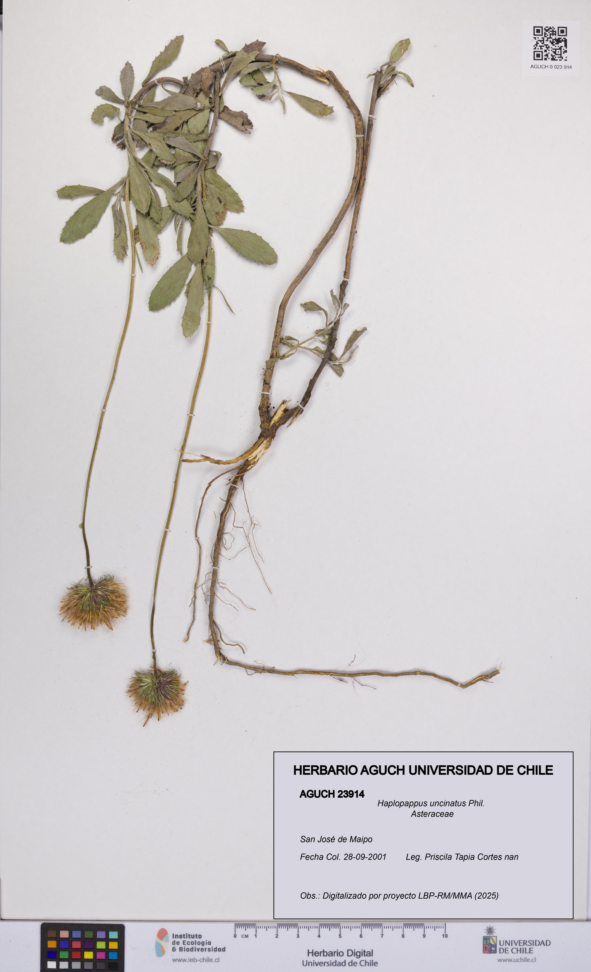 Haplopappus uncinatus [Espécimen: UCH:AGUCH:0023914]