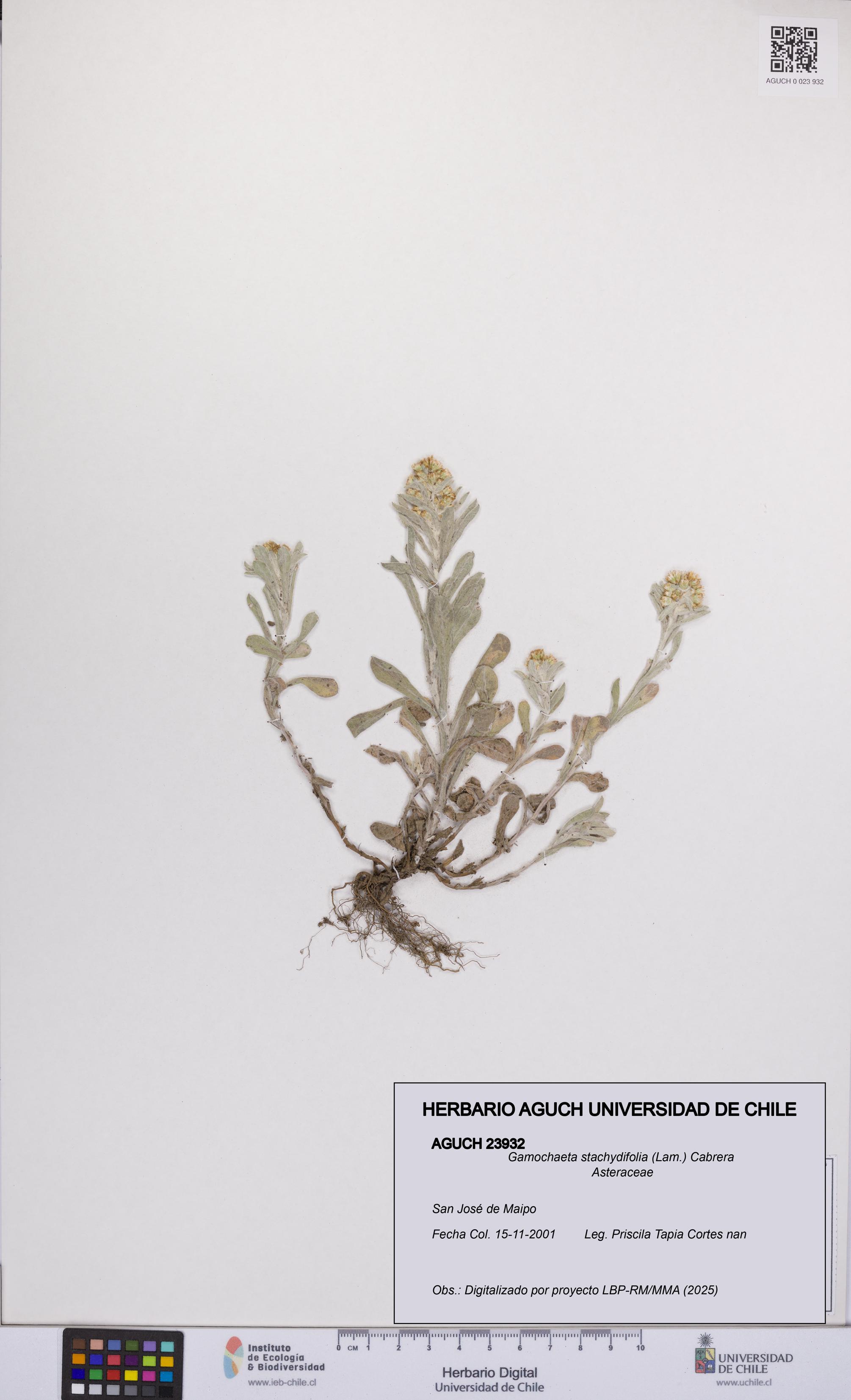 Gamochaeta stachydifolia [Espécimen: UCH:AGUCH:0023932]