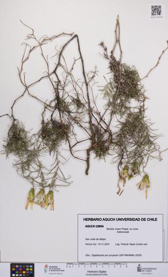 Mutisia rosea [Espécimen: UCH:AGUCH:0023934]