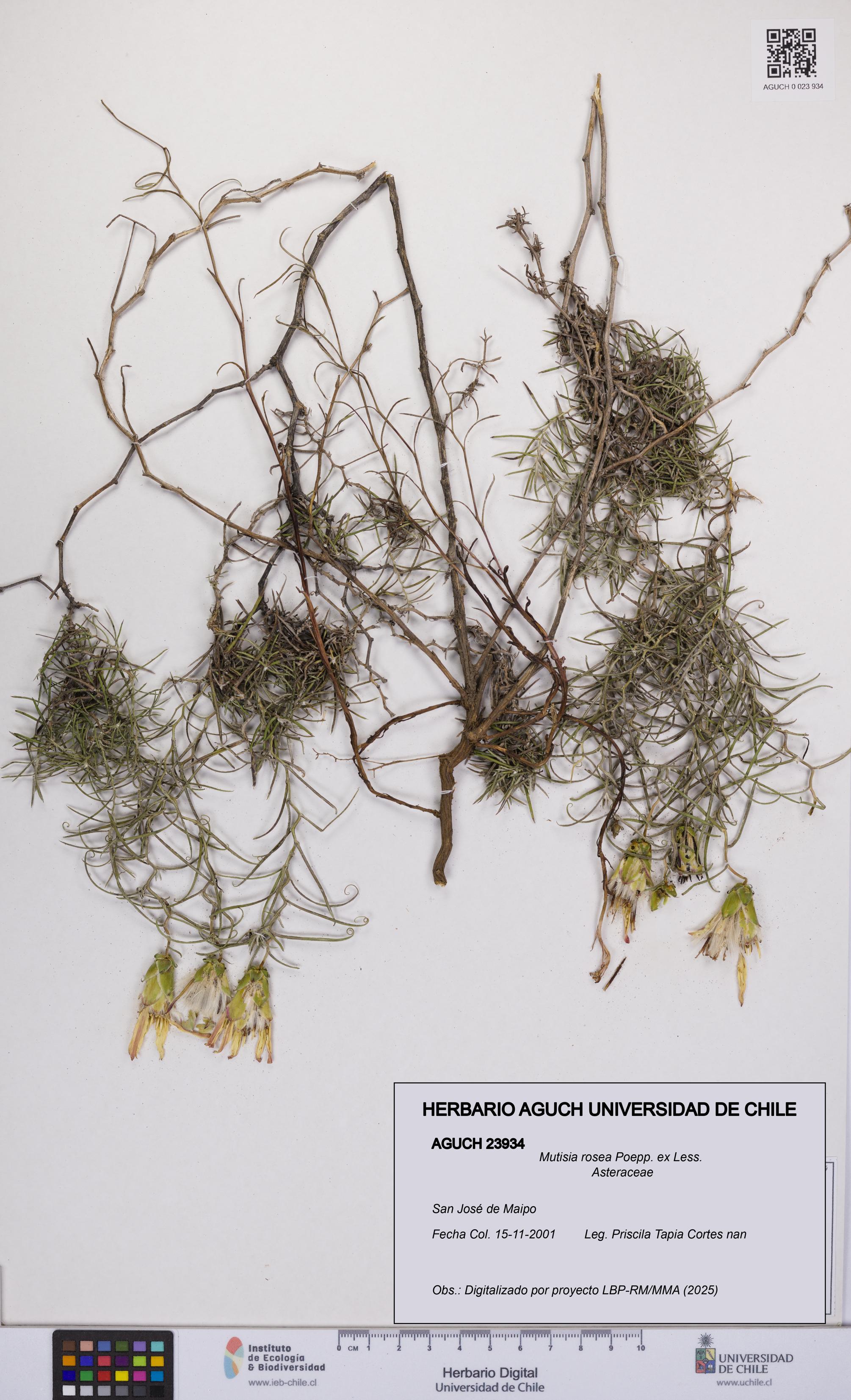 Mutisia rosea [Espécimen: UCH:AGUCH:0023934]