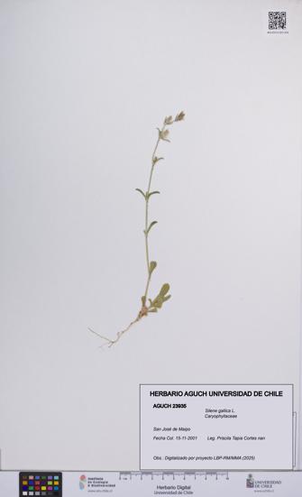 Silene gallica [Espécimen: UCH:AGUCH:0023935]