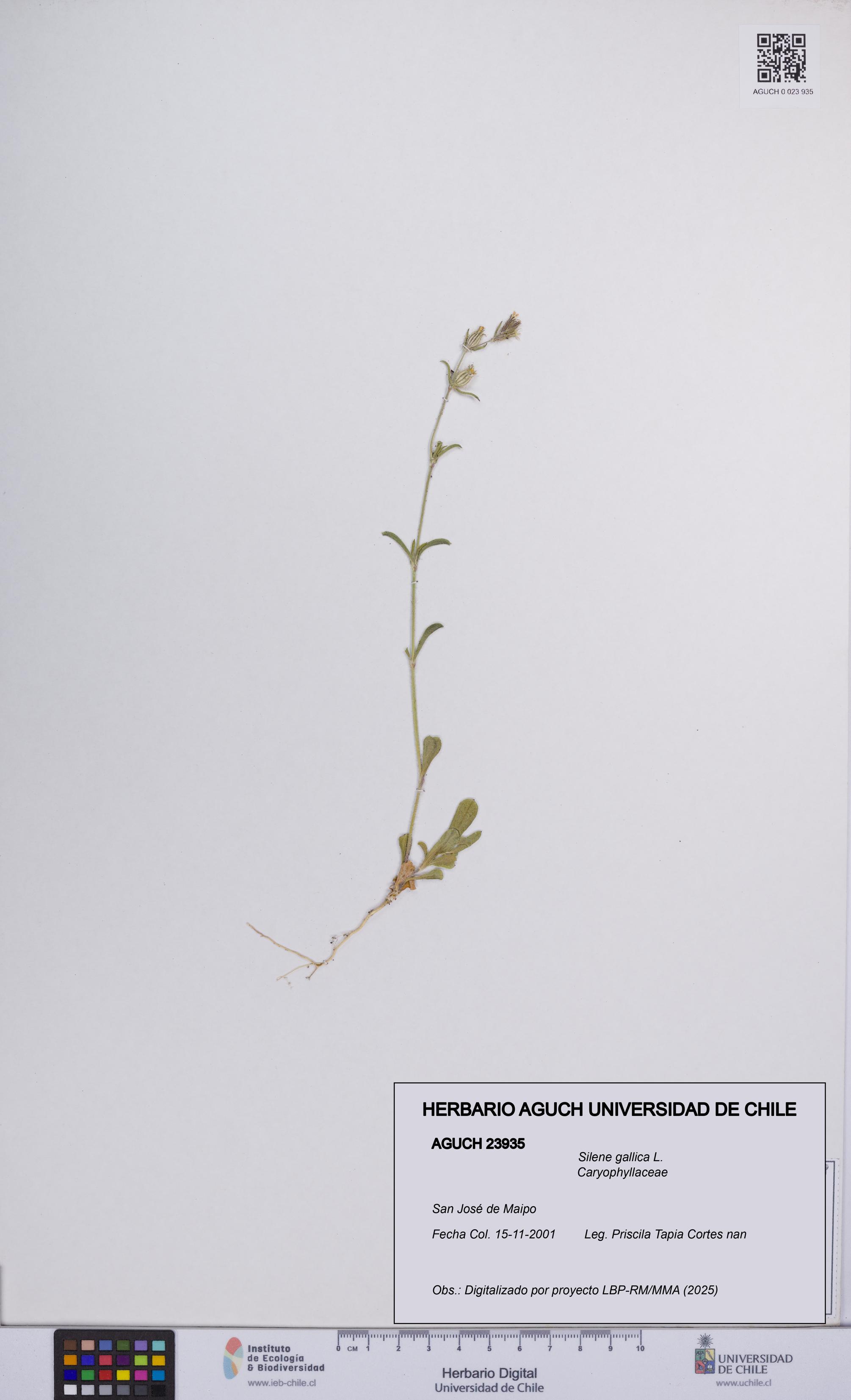Silene gallica [Espécimen: UCH:AGUCH:0023935]
