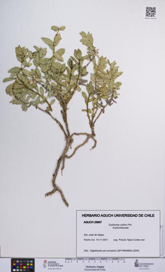 Euphorbia collina [Espécimen: UCH:AGUCH:0023937]