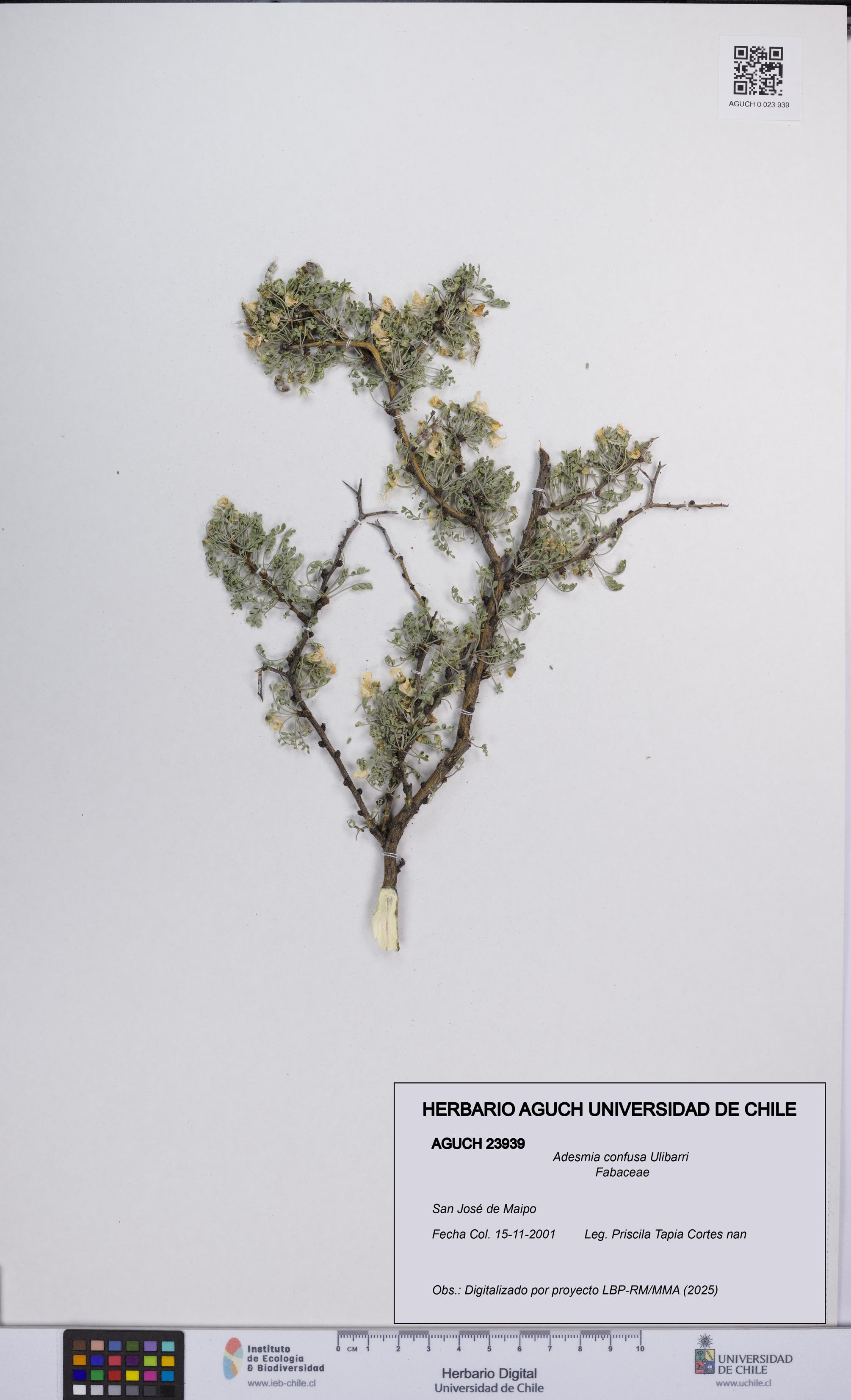 Adesmia confusa [Espécimen: UCH:AGUCH:0023939]