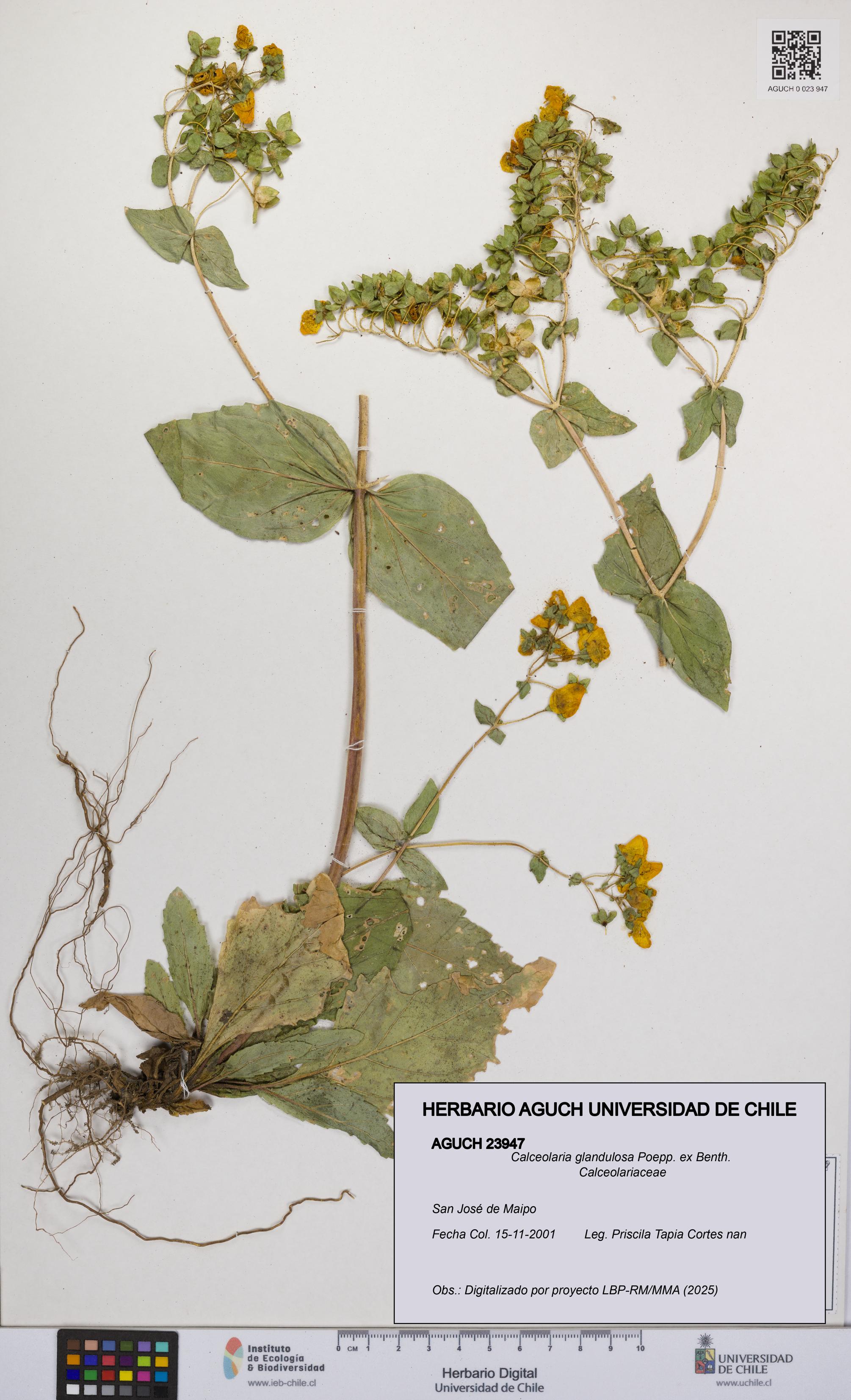 Calceolaria glandulosa [Espécimen: UCH:AGUCH:0023947]