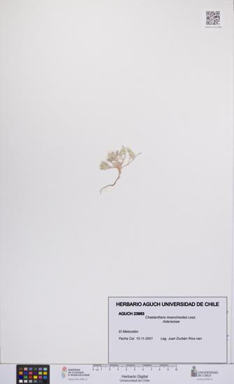 Chaetanthera moenchioides [Espécimen: UCH:AGUCH:0023983]