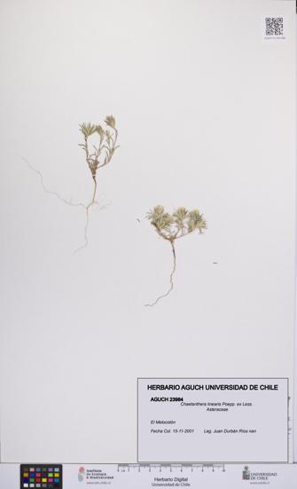 Chaetanthera linearis [Espécimen: UCH:AGUCH:0023984]