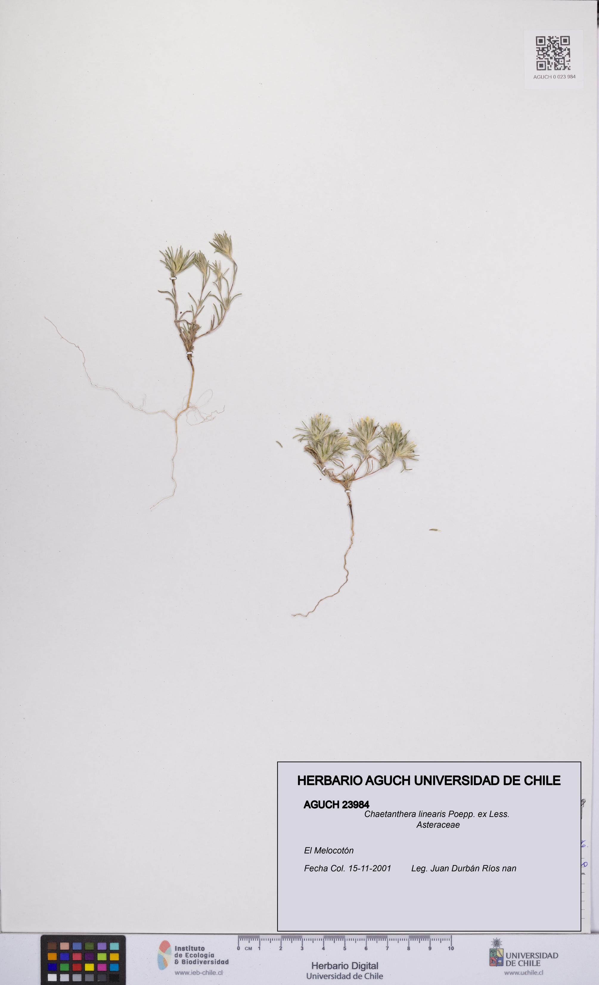 Chaetanthera linearis [Espécimen: UCH:AGUCH:0023984]