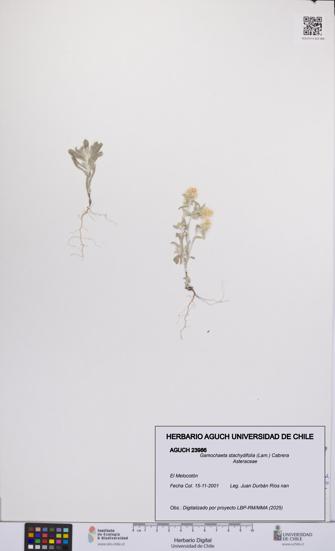 Gamochaeta stachydifolia [Espécimen: UCH:AGUCH:0023986]