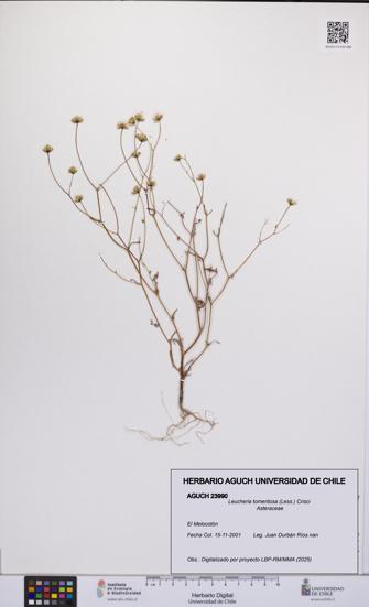 Leucheria tomentosa [Espécimen: UCH:AGUCH:0023990]