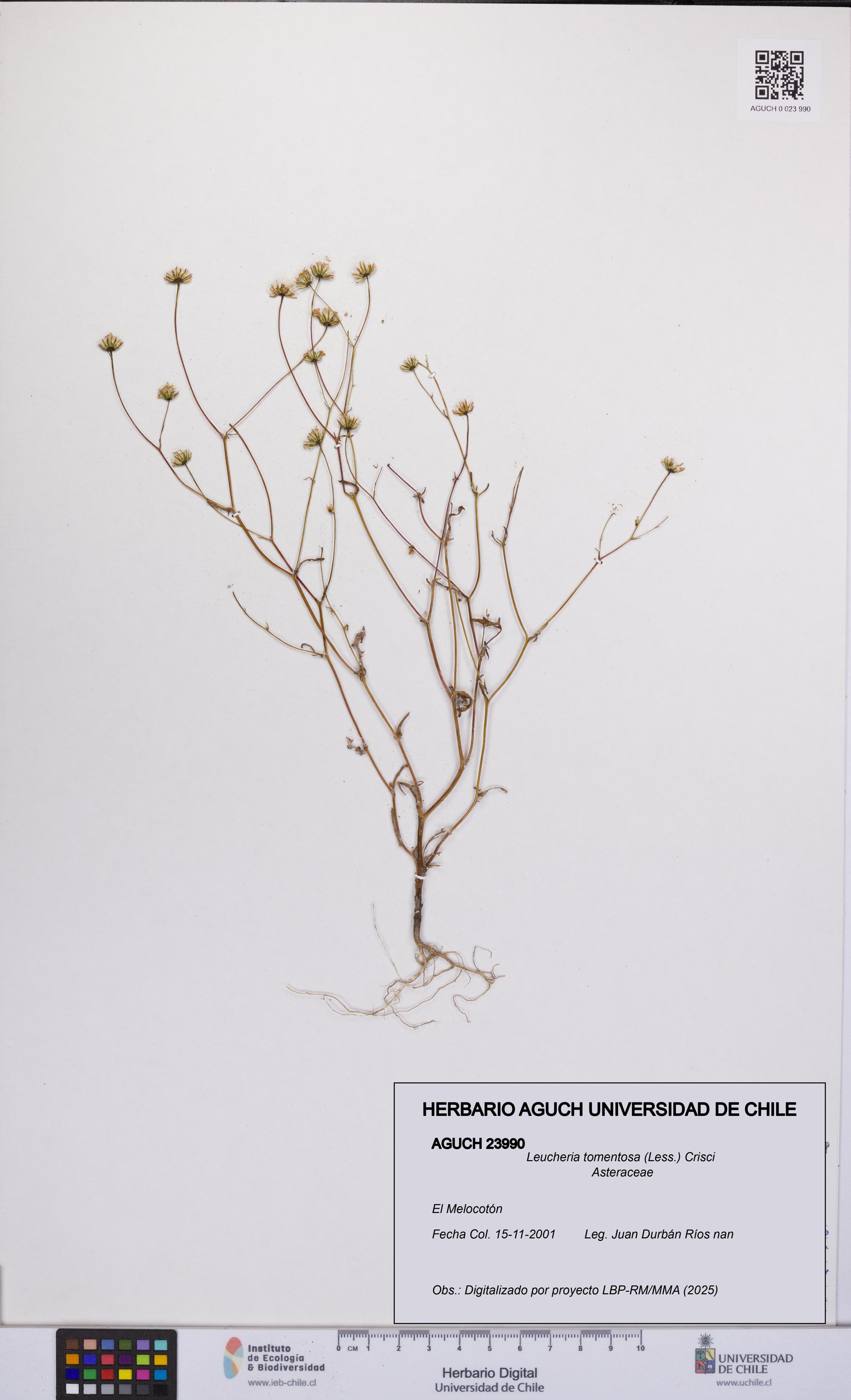 Leucheria tomentosa [Espécimen: UCH:AGUCH:0023990]