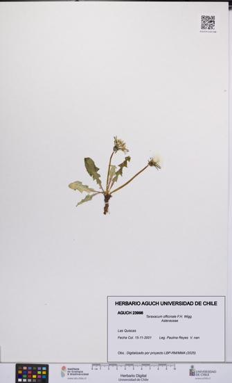 Taraxacum officinale [Espécimen: UCH:AGUCH:0023998]