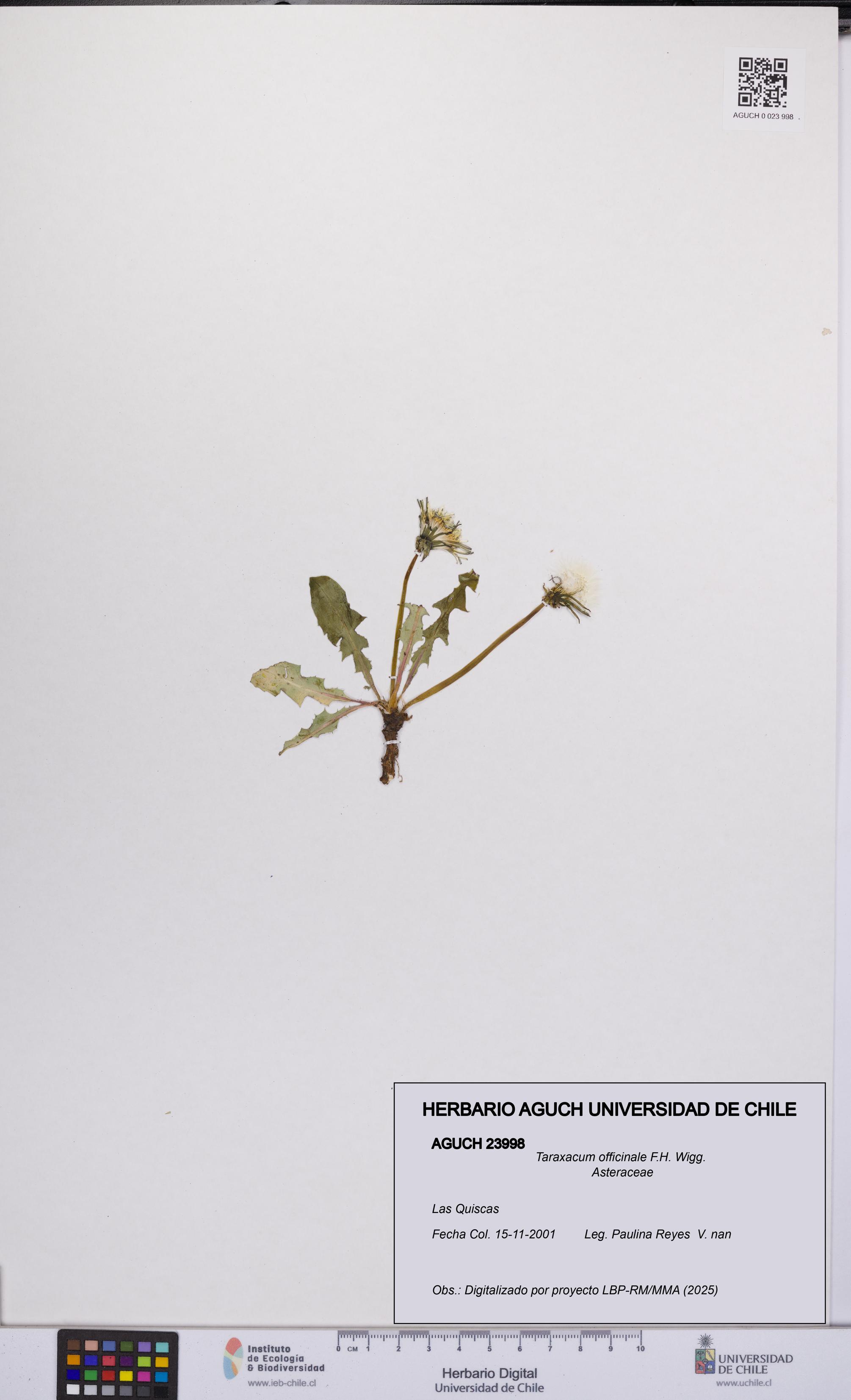 Taraxacum officinale [Espécimen: UCH:AGUCH:0023998]