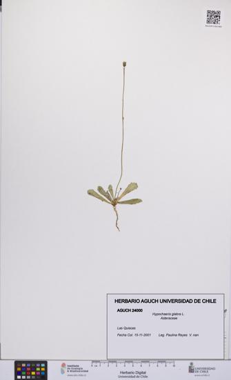 Hypochaeris glabra [Espécimen: UCH:AGUCH:0024000]