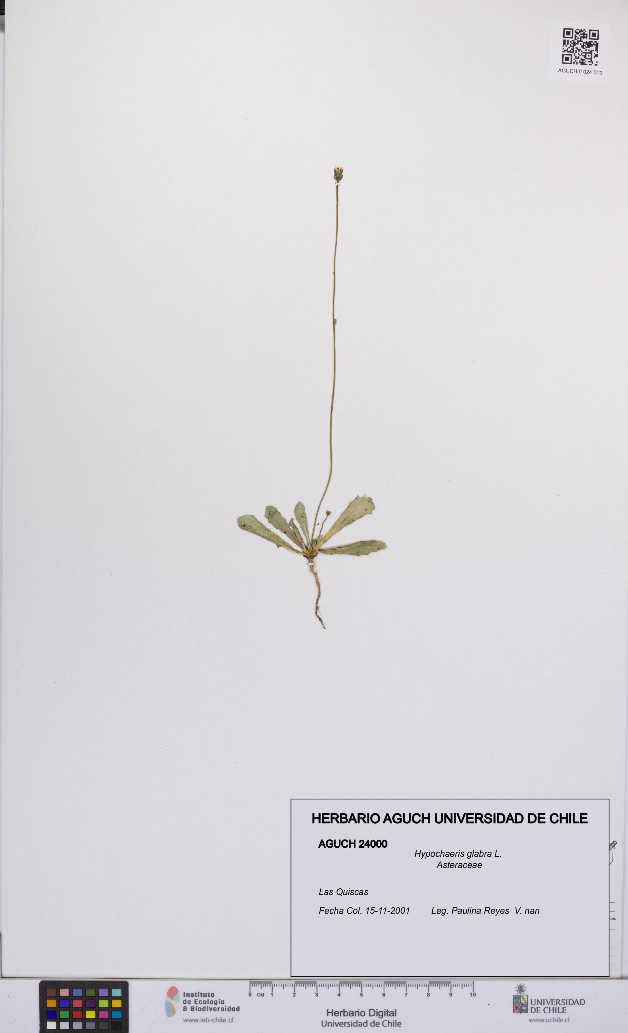 Hypochaeris glabra [Espécimen: UCH:AGUCH:0024000]
