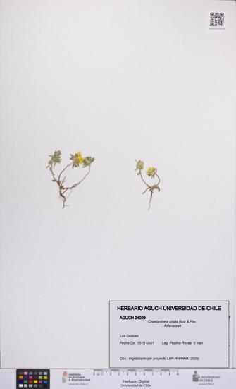 Chaetanthera ciliata [Espécimen: UCH:AGUCH:0024029]