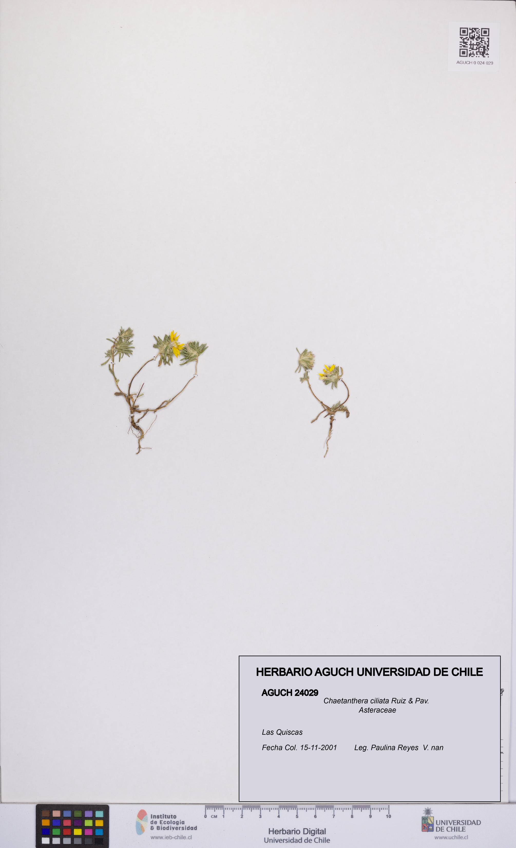 Chaetanthera ciliata [Espécimen: UCH:AGUCH:0024029]