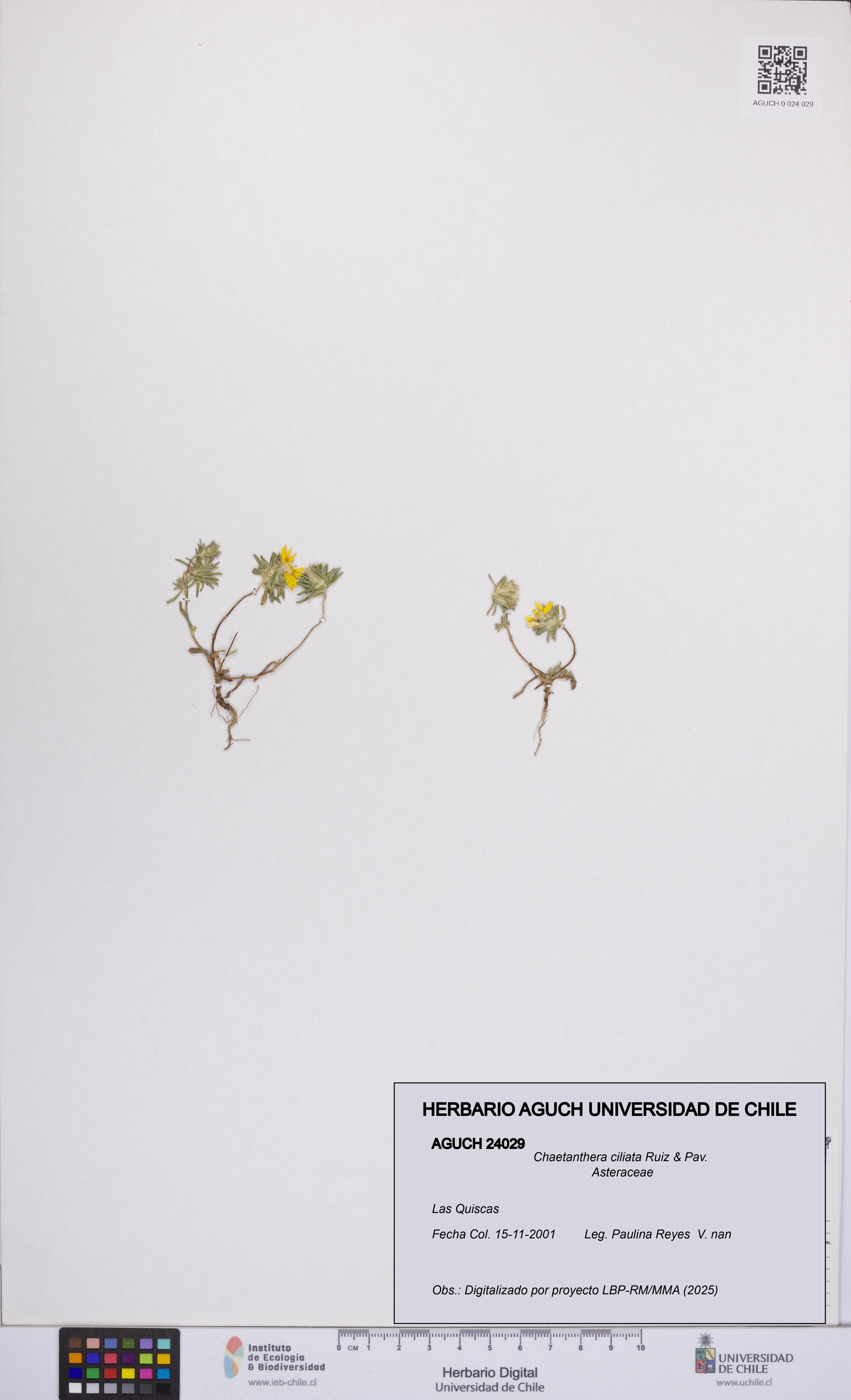 Chaetanthera ciliata [Espécimen: UCH:AGUCH:0024029]