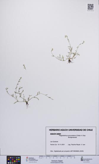 Plagiobothrys procumbens [Espécimen: UCH:AGUCH:0024031]