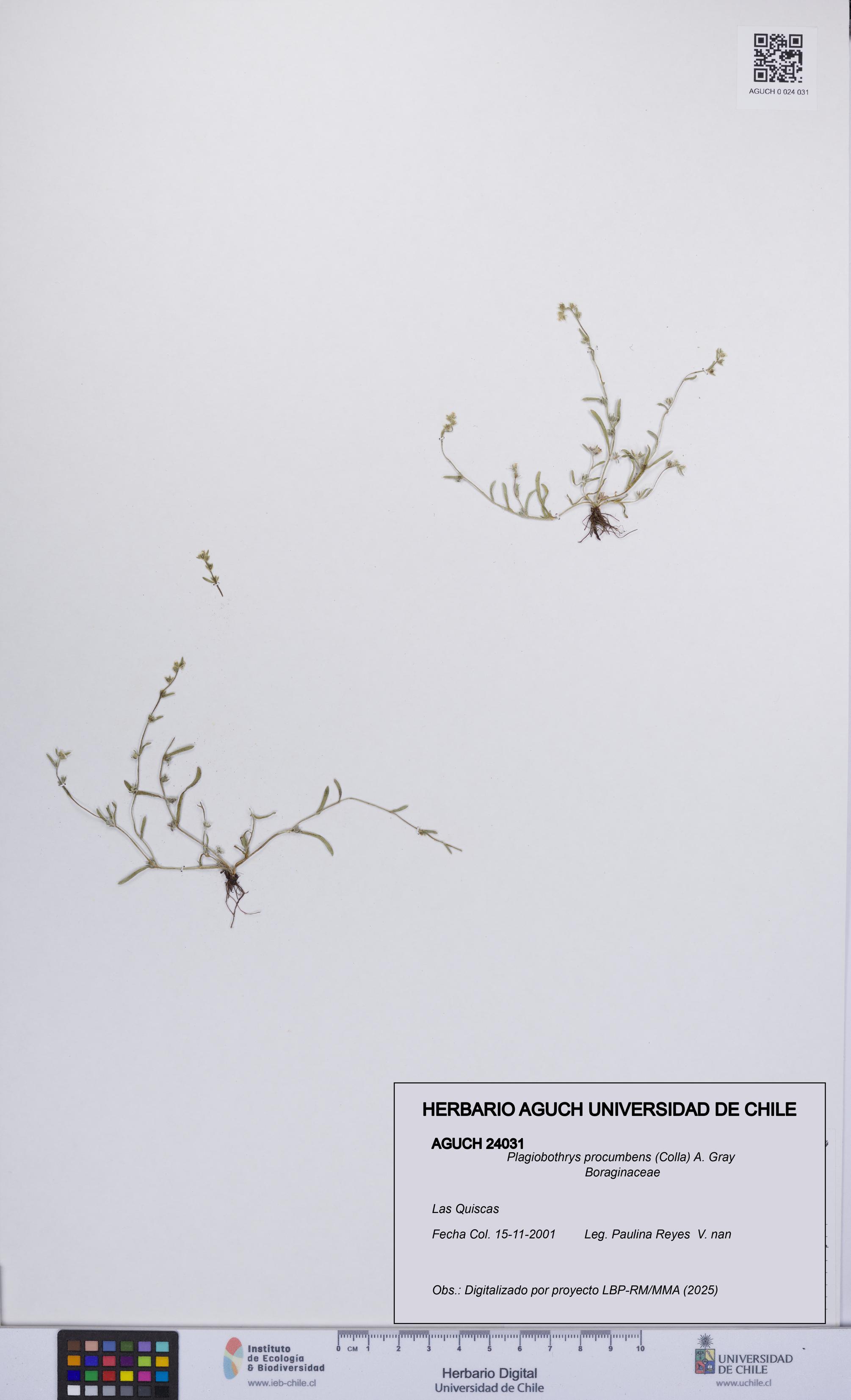 Plagiobothrys procumbens [Espécimen: UCH:AGUCH:0024031]
