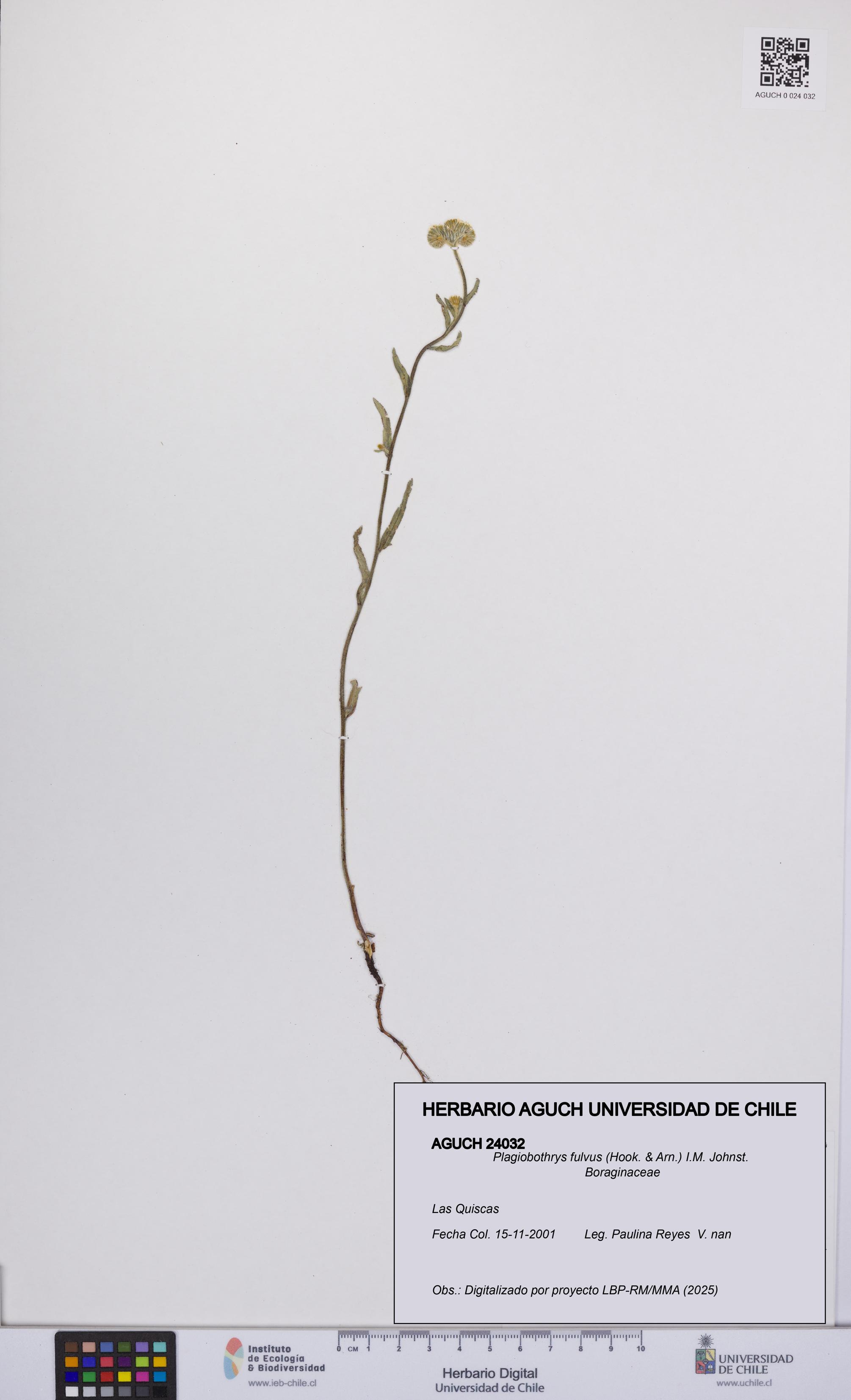 Plagiobothrys fulvus [Espécimen: UCH:AGUCH:0024032]