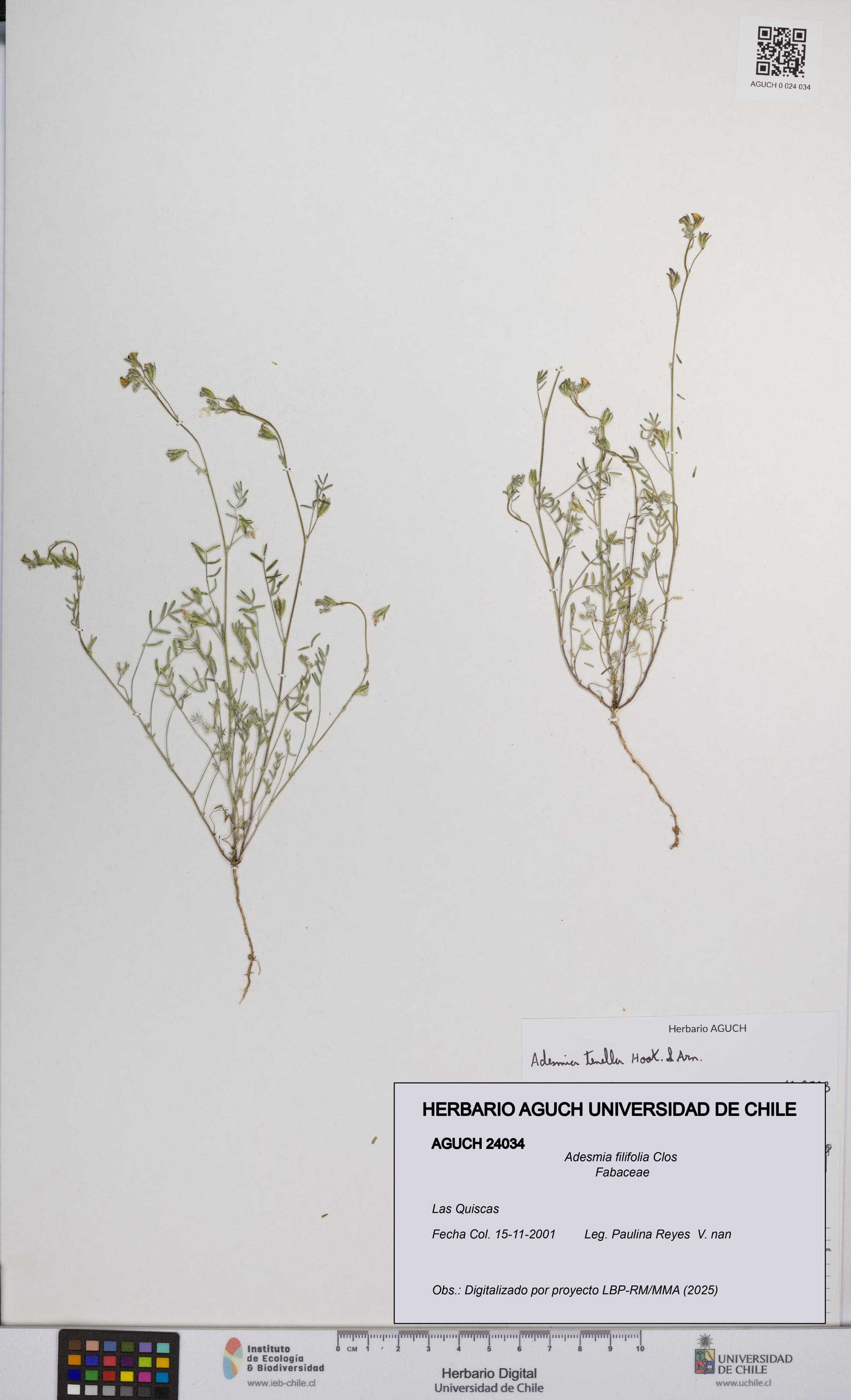 Adesmia filifolia [Espécimen: UCH:AGUCH:0024034]