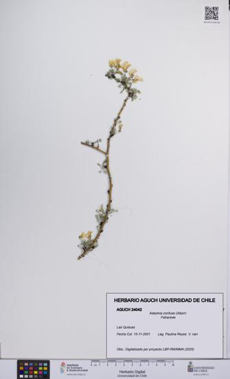 Adesmia confusa [Espécimen: UCH:AGUCH:0024042]
