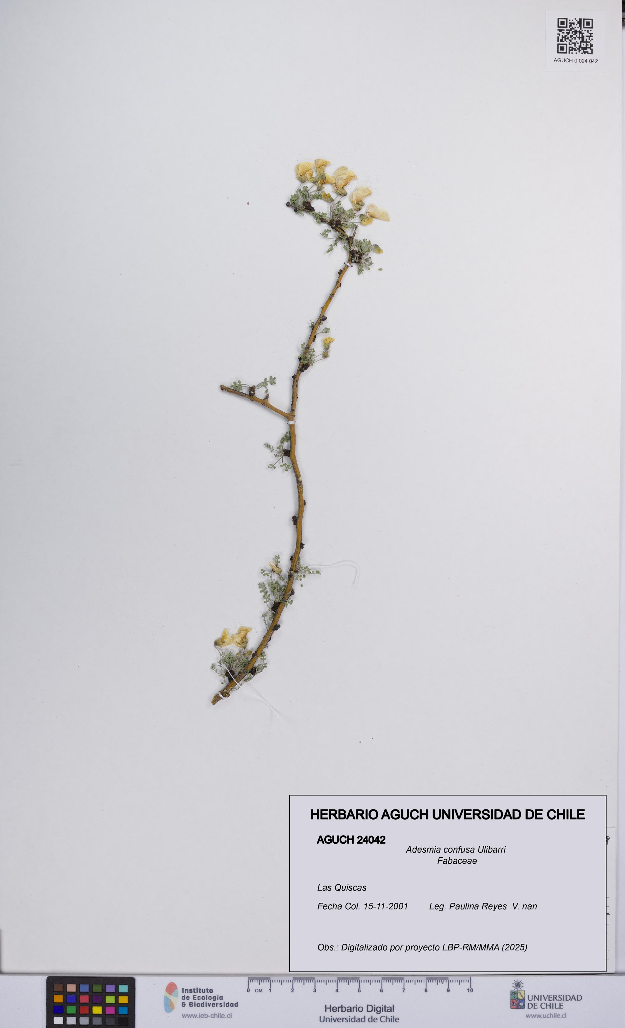 Adesmia confusa [Espécimen: UCH:AGUCH:0024042]