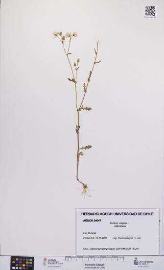 Senecio vulgaris [Espécimen: UCH:AGUCH:0024047]