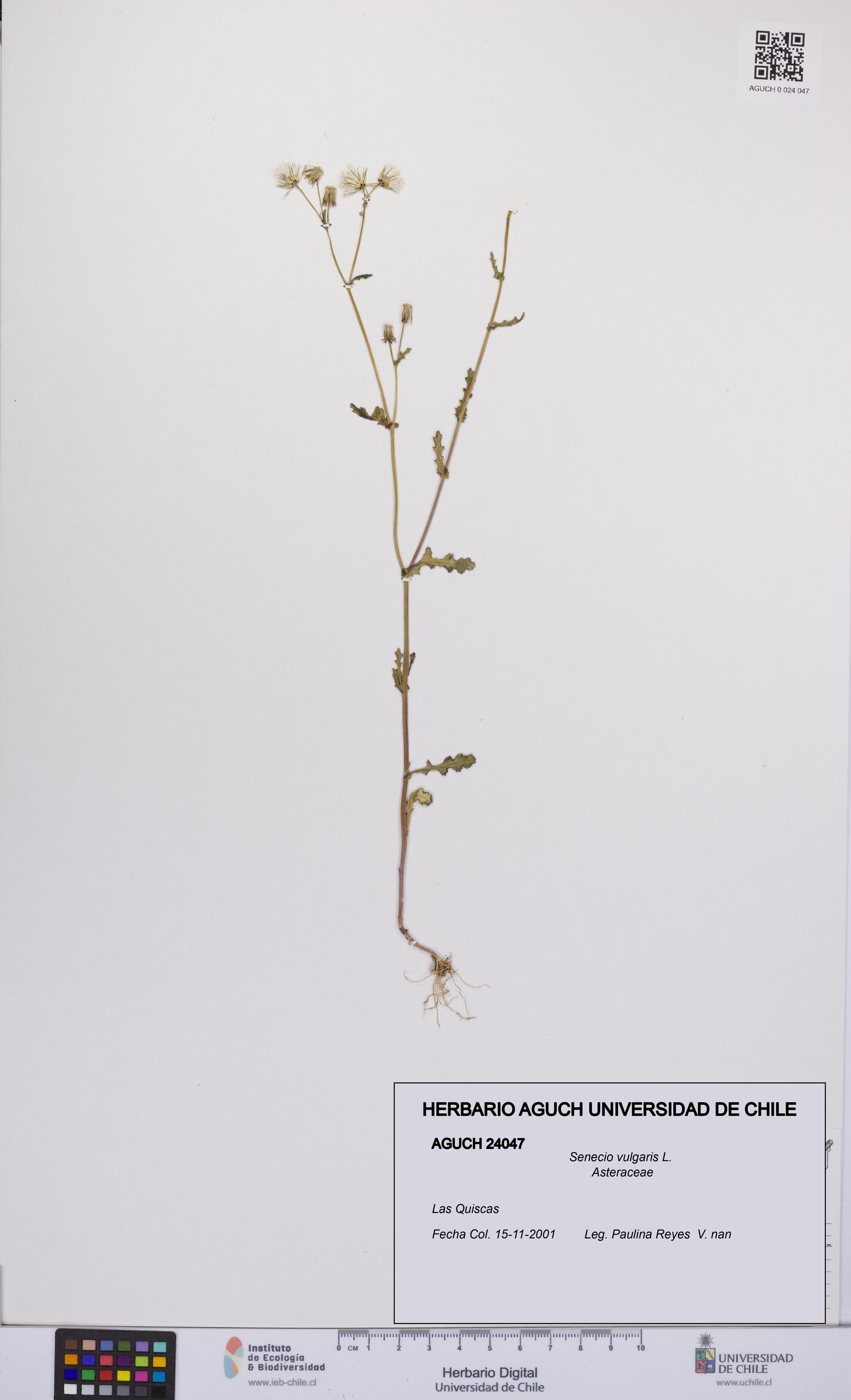 Senecio vulgaris [Espécimen: UCH:AGUCH:0024047]