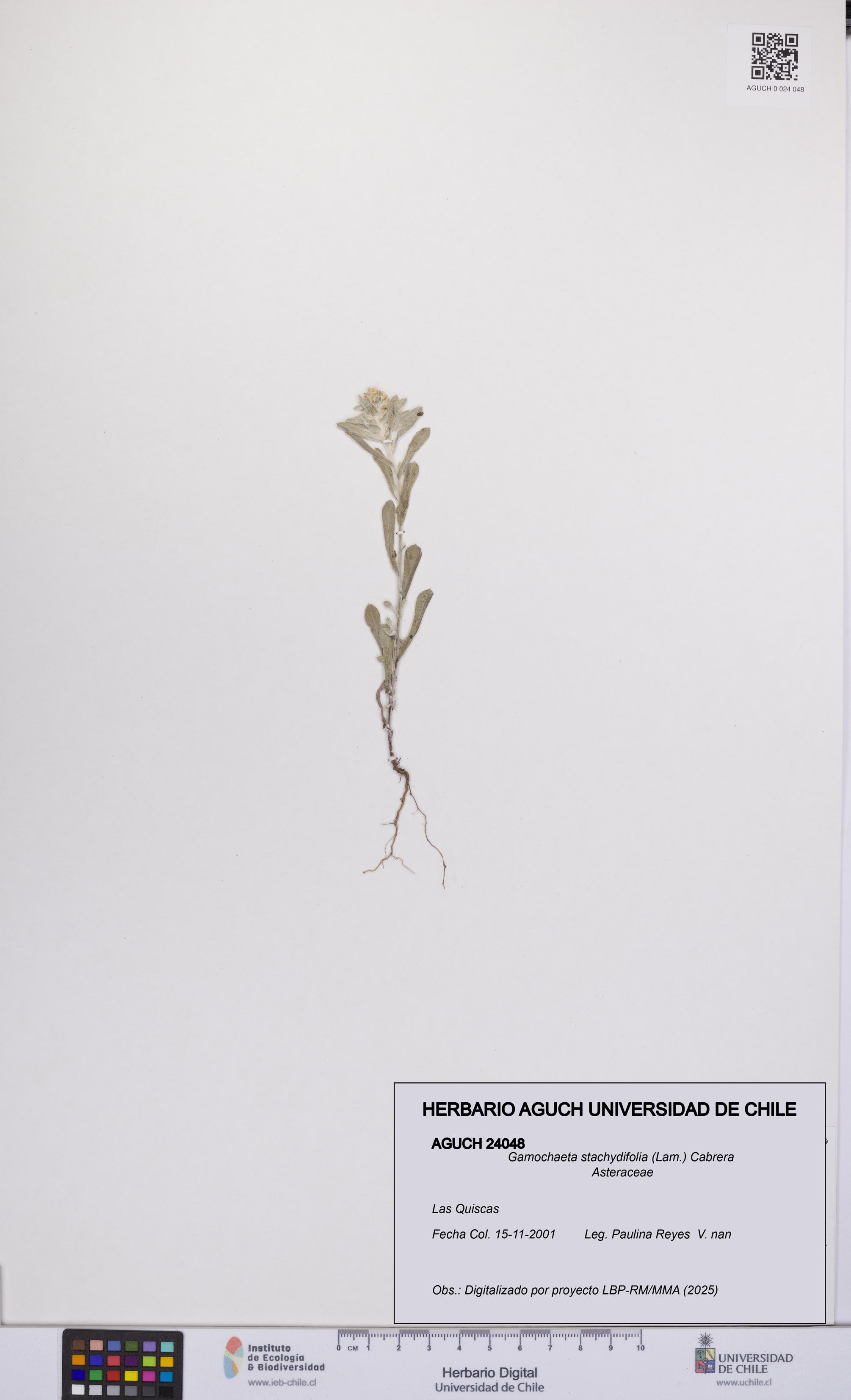Gamochaeta stachydifolia [Espécimen: UCH:AGUCH:0024048]