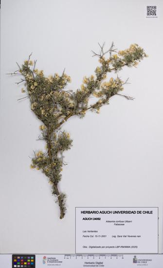 Adesmia confusa [Espécimen: UCH:AGUCH:0024052]