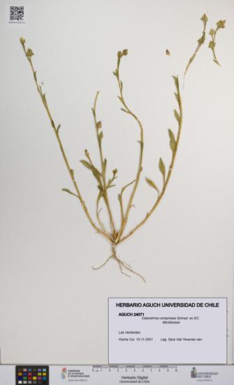 Calandrinia compressa [Espécimen: UCH:AGUCH:0024071]