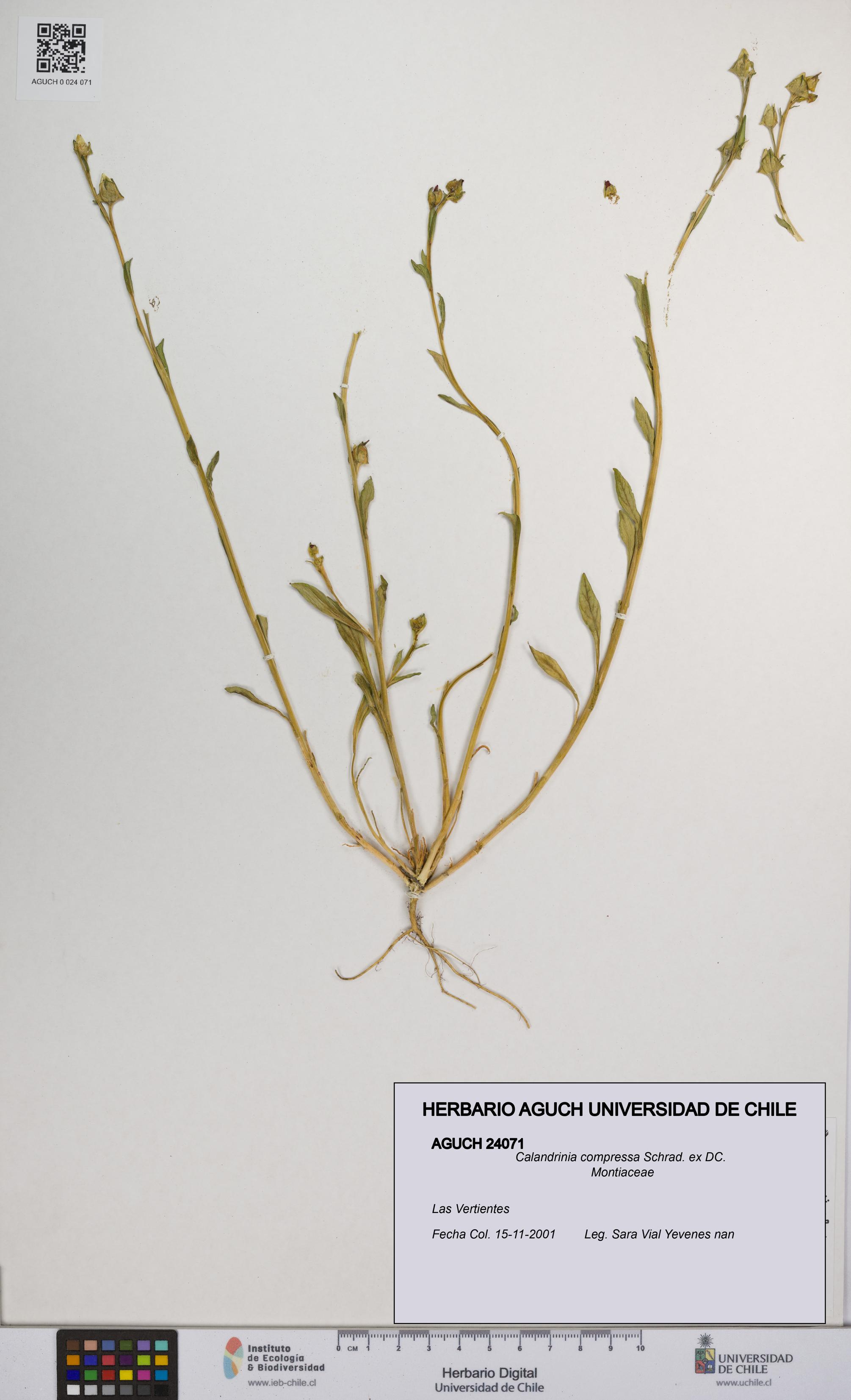 Calandrinia compressa [Espécimen: UCH:AGUCH:0024071]