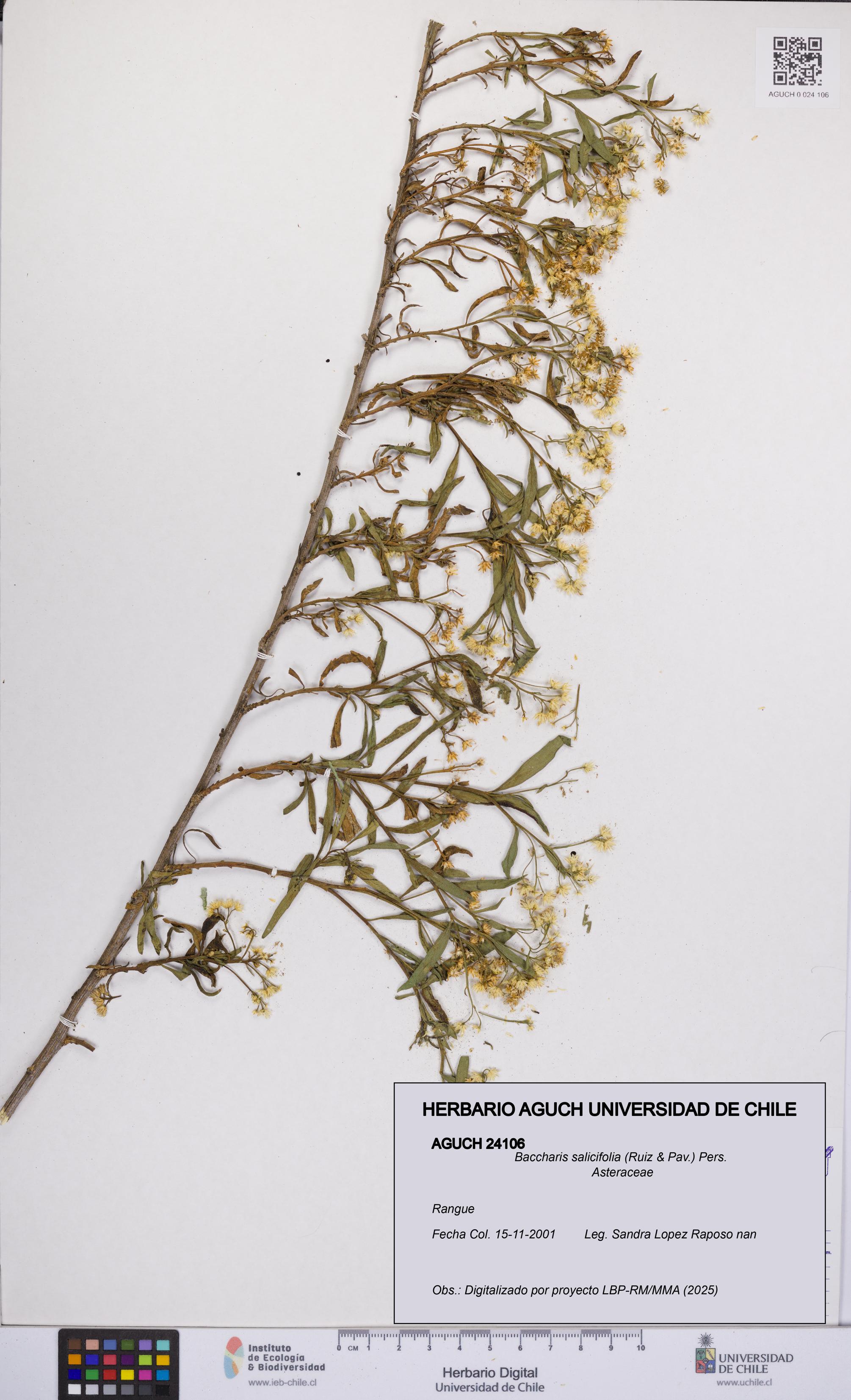 Baccharis salicifolia [Espécimen: UCH:AGUCH:0024106]