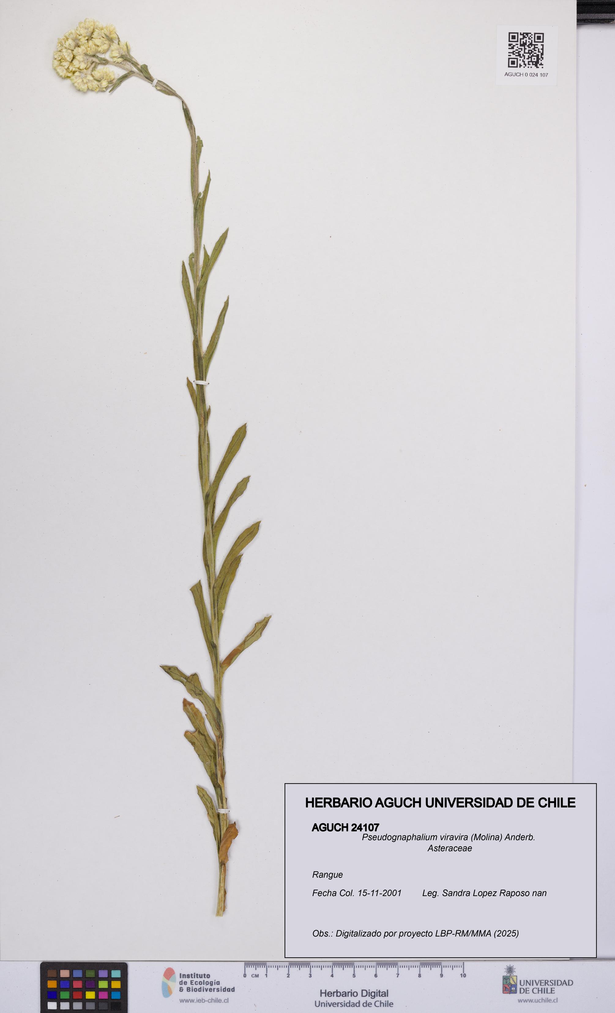 Pseudognaphalium viravira [Espécimen: UCH:AGUCH:0024107]