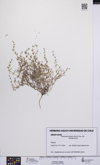 Pectocarya linearis [Espécimen: UCH:AGUCH:0024124]