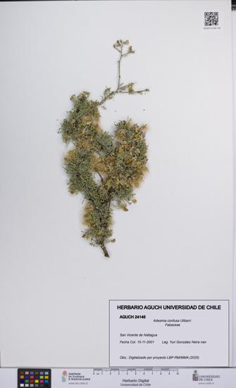 Adesmia confusa [Espécimen: UCH:AGUCH:0024145]