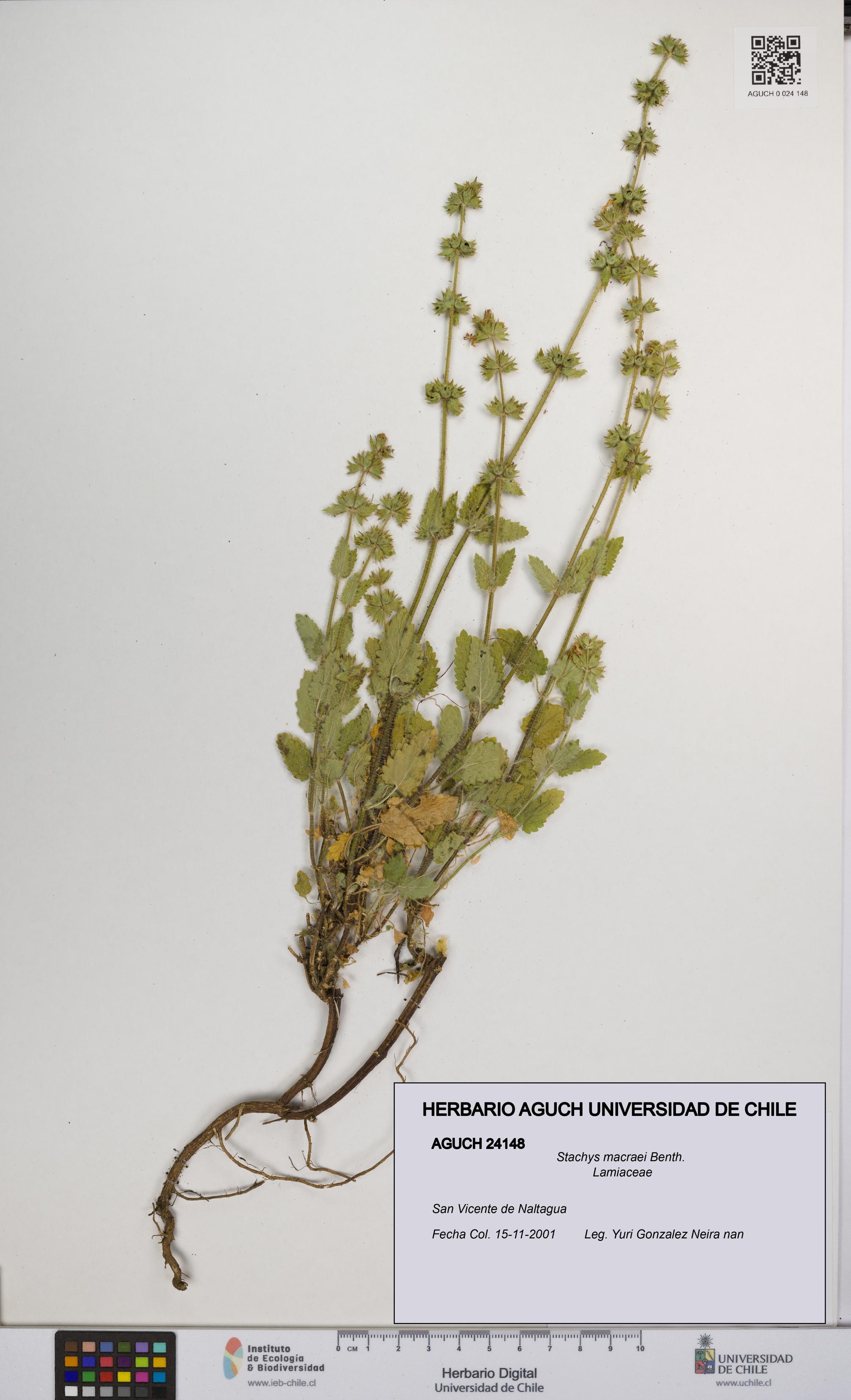 Stachys macraei [Espécimen: UCH:AGUCH:0024148]